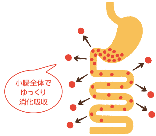 消化吸収がゆっくりな食べ方 「スローカロリー」